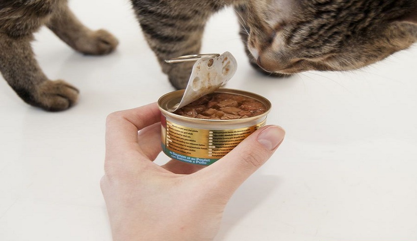 غذاهای مضر برای گربه