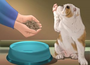 چقدر غذا برای سگ مناسب است ؟