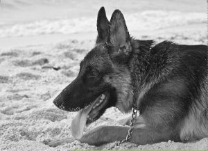 آموزش تبدیل عکس رنگی به سیاه و سفید در فتوشاپ