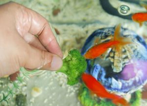 غذا دادن به ماهی قرمز