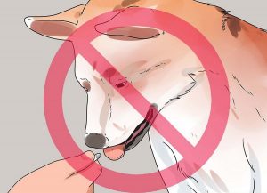 چگونه اسهال سگ را درمان کنیم؟