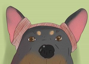 سیخ کردن یا تیز کردن گوش سگ