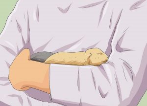 تشخیص جنسیت سگ | جنسیت توله سگ