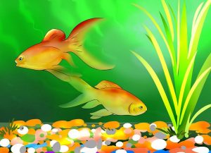 چگونه یک ماهی قرمز خوب بخریم ؟ | انتخاب ماهی قرمز