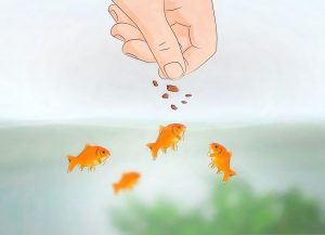 شرایط نگه داری از ماهی قرمز