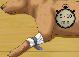 درمان زخم سگ | روش درمان حیوان زخمی