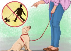 آموزش گرم کردن سگ در سرما به شکل های مختلف