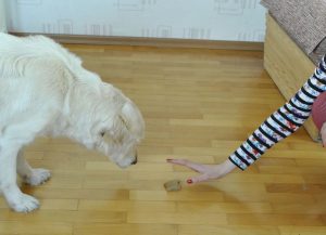 آموزش دستور بندازش یا ولش کن به سگ