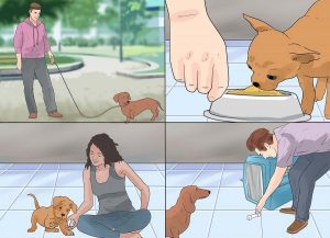 آموزش تربیت سگ و توله سگ