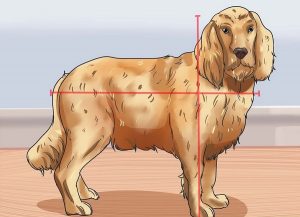 چگونه سن سگ را تشخیص دهیم ؟