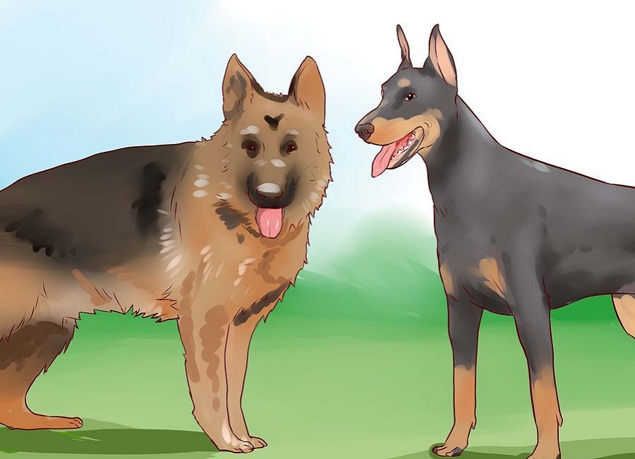 تفاوت سگ نگهبان و سگ بگیر