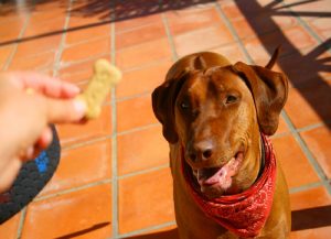 یاد دادن نشستن به سگ