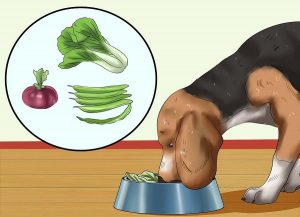 استفاده از مانده غذا یا غذاهای خانگی برای سگ ها