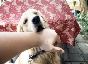 درمان گاز گرفتی سگ