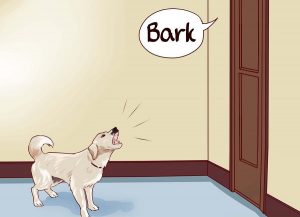 آموزش پارس کردن به سگ