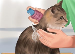 آموزش حمام کردن گربه