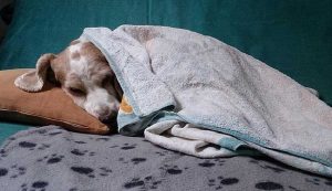 علت لرزش بدن سگ ها