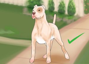 آموزش ایستادن به سگ