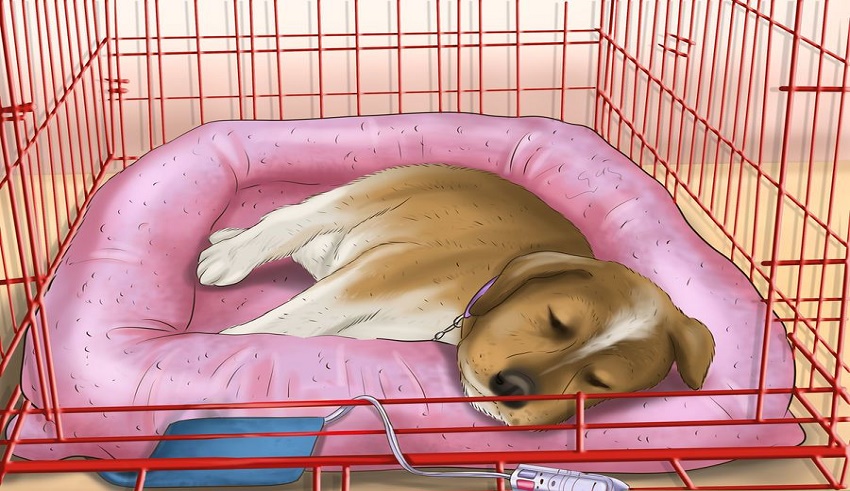 وسایل موردنیاز برای خواب راحت سگ