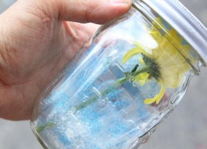 خشک کردن گل رز و آفتابگردان و آموزش تصویری