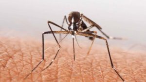 بهترین روش های خانگی برای از بین بردن پشه