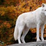 عکس گرگ سفید در پاییز