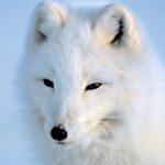 عکس گرگ سفید زیبا و جذاب