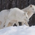 عکس گرگ سفید در برف