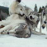 عکس گرگ سفید و خاکستری وحشی