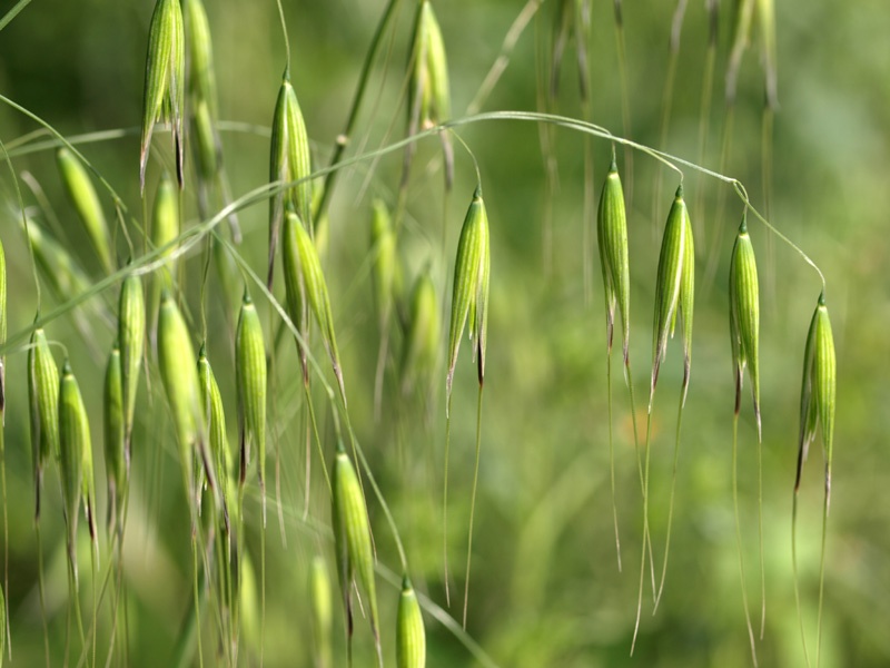 بررسی خواص و فواید جو دوسر برای بدن