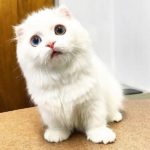 عکس گربه ملوس سفید بامزه
