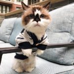 مدل لباس گربه ملوس