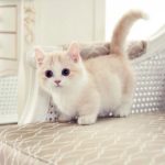 گربه سفید ملوس