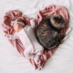 عکس آتلیه ای گربه با نوزاد