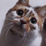 عکس گربه با چشم های ملوس