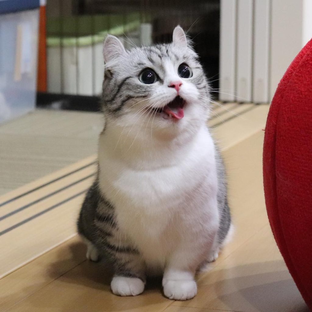 نحوه تشخیص قهر کردن گربه خانگی و راهکار های برخورد مناسب با آن