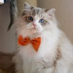 عکس گربه ملوس با پاپیون