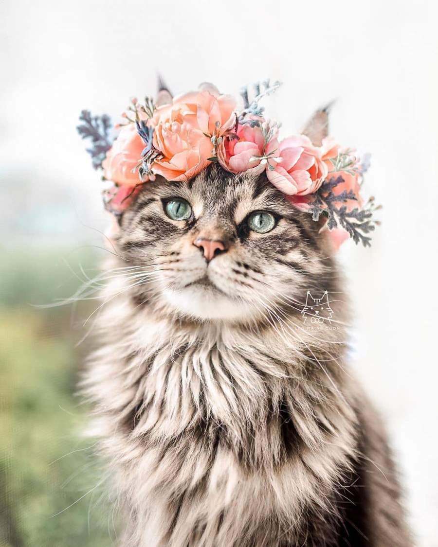 40 عکس از گربه ملوس و دوست داشتنی