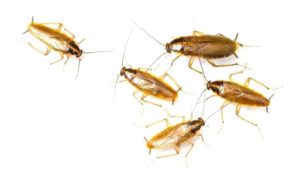 از بین بردن سوسک کابینت با چند روش ساده و قطعی