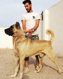 خصوصیات سگ سرابی جنگنده و خشمگین را بهتر بشناشید