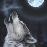 عکس گرگ سفید زیر نور ماه