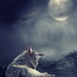 عکس گرگ سفید با ماه