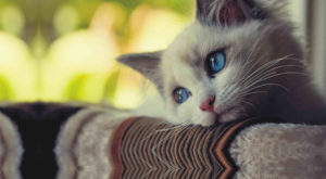 عوض شدن صاحب گربه چه پیامدهایی در برخواهد داشت