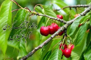 دانلود آهنگ شاد آلبالو گیلاس کُردی از چند خواننده معروف با کیفیت بالا