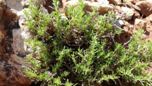 معرفی خواص آویشن در درمان حساسیت های فصلی و برونشیت