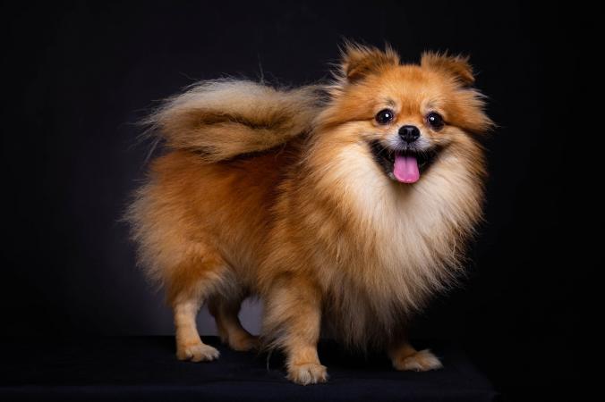 بهترین نوع سگ خانگی پا کوتاه: Pomeranian