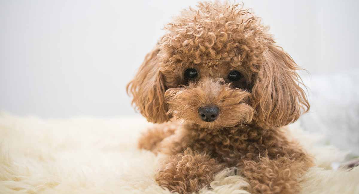 بهترین نژاد سگ خانگی پا کوتاه: Poodle