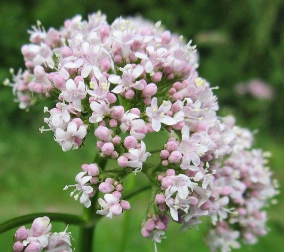 برای کاهش استرس چه چیزی بخوریم؟ سنبل الطیب (Valeriana officinalis)