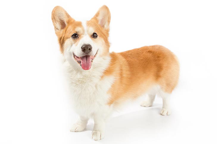 بهترین نژاد سگ خانگی پا کوتاه: Welsh corgi pembroke