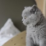 عکس گربه ملوس خاکستری بامزه برای پروفایل